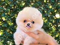 Pomeranian Boo Yavrular Ev Ortamında