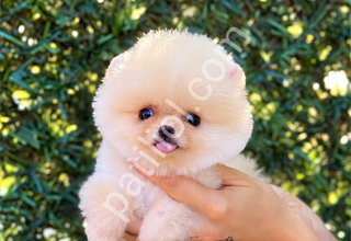 Pomeranian boo yavrular ev ortamında