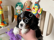 Safkan cavalier king charles yavrularım