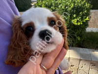Mükemmel Kalite Cavalier King Charles Spaniel Yavrular