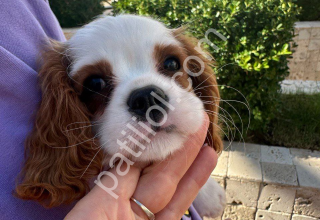mükemmel kalite Cavalier King Charles Spaniel yavrular