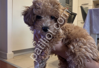 3 Aylık maltipoo bebeği
