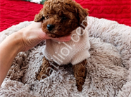 Irk ve sağlık garantili Toy poodle yavrularım