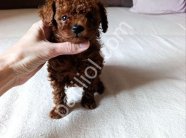 Premium Kalite Toy Poodle Bebekler
