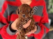 Yeni yuvasını bekleyen mini toy poodle