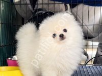 Pomeranian Boo Yavrular