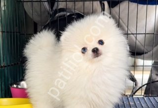 Pomeranian boo yavrular