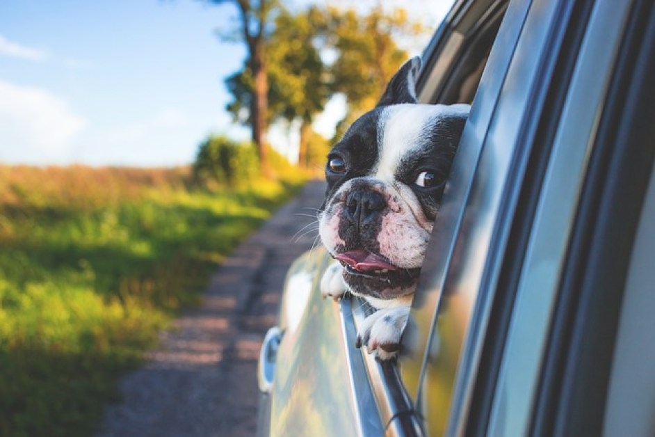 Köpeğinle Seyahat de Dikkat Edilmesi Gerekenler