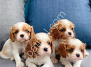 Dişi ve Erkek King Charles Cavalier Yavrularımız
