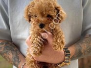 TOY POODLE SEVİMLİ YAVRULAR
