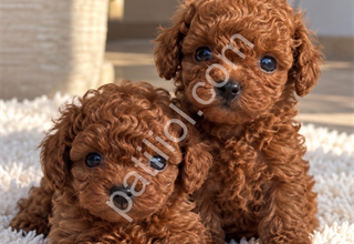 Minyon Yapılı Toy Poodle