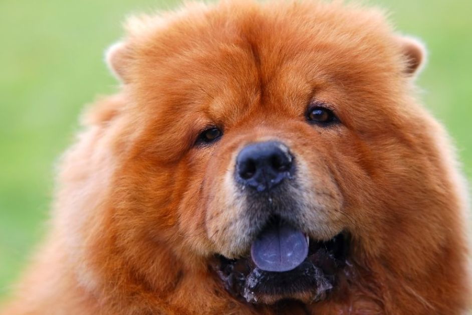 Çin Aslanı (chow chow) Hakkında Her Şey