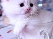 Safkan Beyaz British Shorthair Yavru Kedi Yeni Yuvasını Arıyor