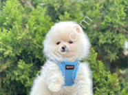 Safkan pomeranian boo yavrularımız