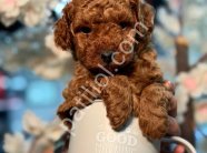 KIPKIRMIZI RED TOY POODLE YAVRUMUZ
