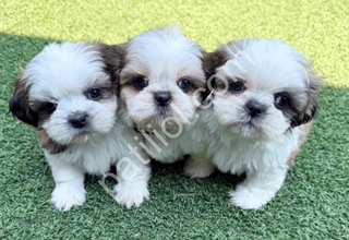 A Kalite Shih Tzu Dişi Erkek Bebeklerimiz