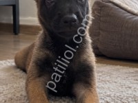 Üst Düzey Belçika Malinois Yavruları