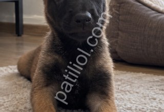 Üst Düzey Belçika Malinois Yavruları