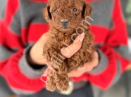 Yeni yuvasını bekleyen mini toy poodle