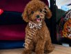 TOY POODLE SEVİMLİ YAVRULAR