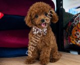 TOY POODLE SEVİMLİ YAVRULAR