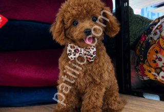 TOY POODLE SEVİMLİ YAVRULAR