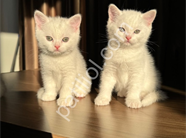 BRİTİSH BEBEKLER HAZIR