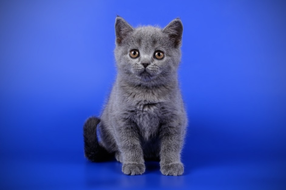 En Popüler Kedi İsimleri