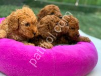 Canlı Peluş Oyuncağınız Olmaya Hazır Toy Poodle Yavrularım