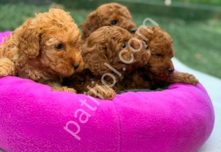 Canlı peluş oyuncağınız olmaya hazır toy Poodle yavrularım