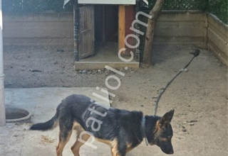 9 aylık alman çoban köpeği working