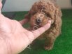 Kore poodle kilo garantili