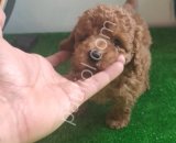 Kore poodle kilo garantili
