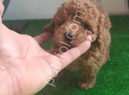 Kore poodle kilo garantili
