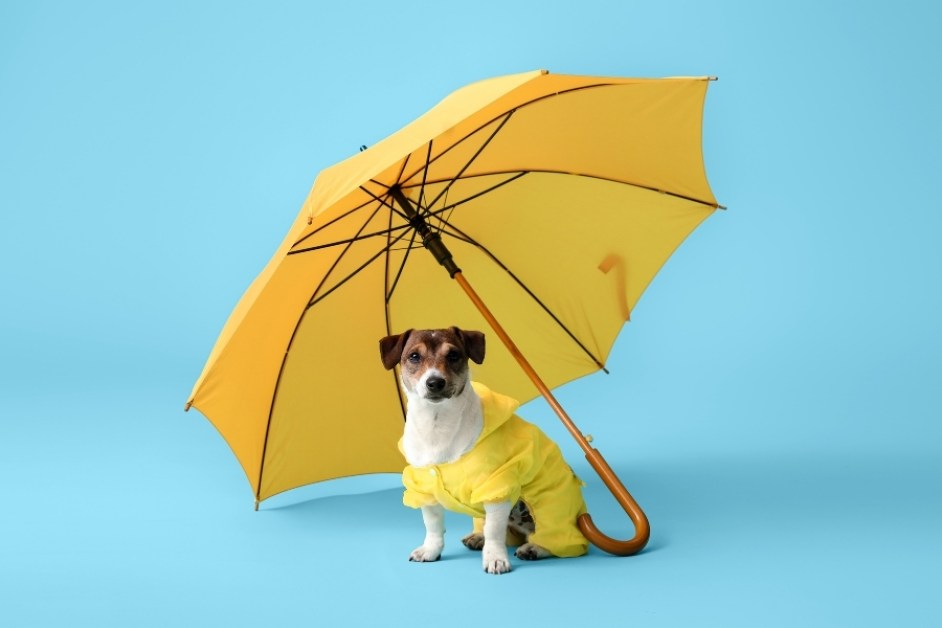 Jack Russell Terrier Hakkında Her Şey