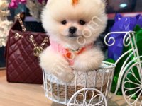 Pomerrian Boo Yavrular
