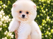Pomeranian boo yavrular ev ortamında