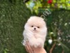 81 ile gönderim yapılır pomeranian Boo yavrularım