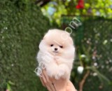 81 ile gönderim yapılır pomeranian Boo yavrularım