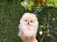 81 İle Gönderim Yapılır Pomeranian Boo Yavrularım