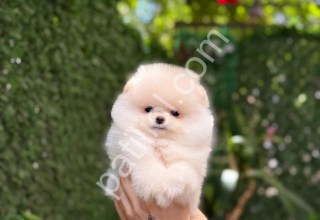 81 ile gönderim yapılır pomeranian Boo yavrularım