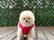 Satılık Pomeranian Boo Ankara