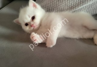 Orijinal british shorthair