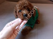 Tuvalet Eğitimli Toy Poodle Bebekler