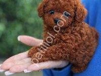 Özel Bakımlı Poodle Bebekler
