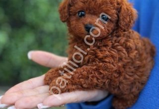 Özel Bakımlı Poodle Bebekler