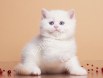Pamuk gibi Silver British  Shorthair