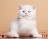 Pamuk gibi Silver British  Shorthair