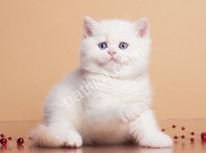 Pamuk gibi Silver British  Shorthair
