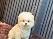 Safkan Pomeranian Boo Yavrularım